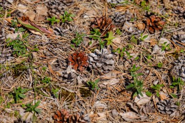 arka plan olarak kuru bitkilerin görünümü kapatın
