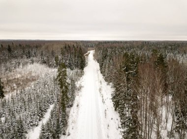 Yukarıda da görüleceği ormandaki karlı ağaçlar