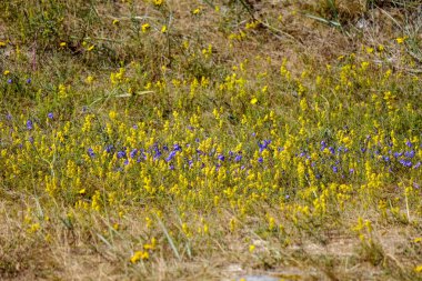arka plan olarak kuru bitkilerin görünümü kapatın