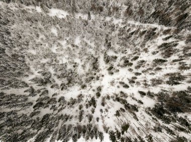 Yukarıda da görüleceği ormandaki karlı ağaçlar