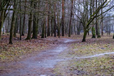 sonbaharda ıslak nemli orman manzaralı görünüm