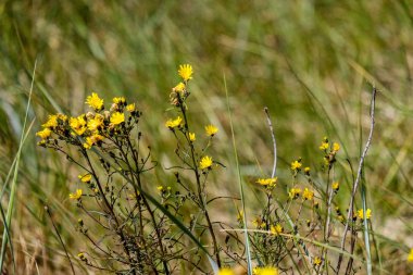 arka plan olarak kuru bitkilerin görünümü kapatın