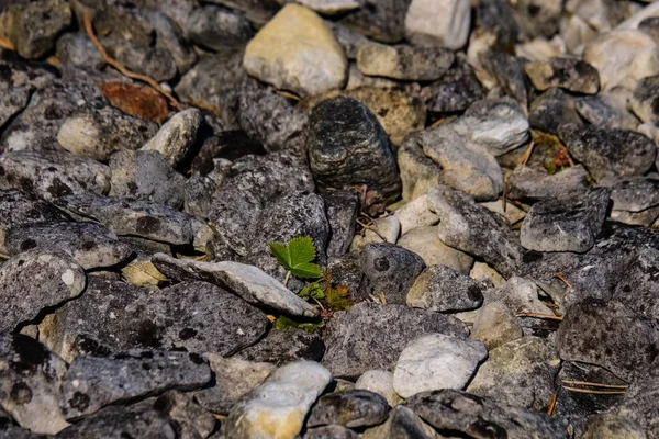 arka plan olarak kuru bitkilerin görünümü kapatın