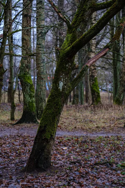 Malerischer Blick Auf Feuchten Wald Herbst — Stockfoto