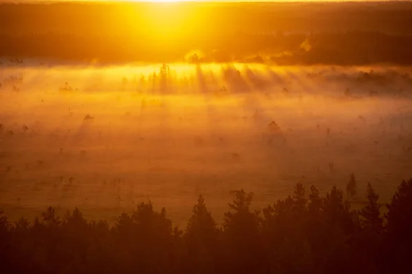 Kleurrijke Mistige Zonsopgang Boven Bos Met Lichtstralen Mist — Stockfoto
