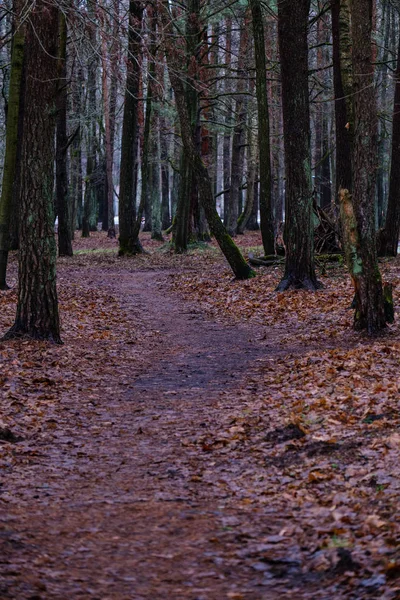 Vue Panoramique Forêt Humide Humide Automne — Photo