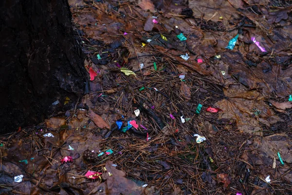 Déchets Dans Forêt Humide Humide Automne — Photo