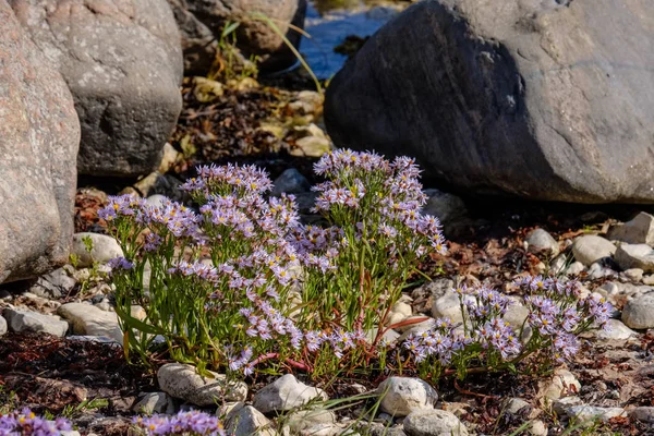 Close View Dry Plants Background — Stock Photo, Image