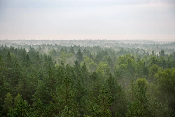Sisli Sabah Sisli Ormanın Doğal Görünümü — Stok fotoğraf