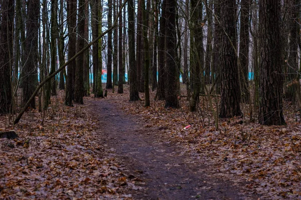 Vacker Utsikt Över Våta Fuktiga Skogen Höst — Stockfoto