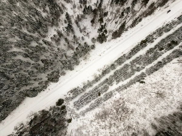 snowy trees in forest seen from above