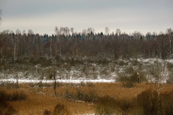 雪中冬季森林的风景 — 图库照片