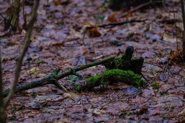 Schilderachtig Uitzicht Van Natte Vochtige Bossen Herfst — Stockfoto