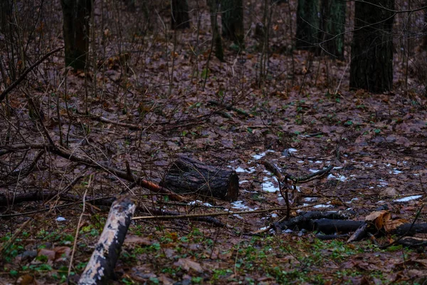 trash in wet damp forest in autumn