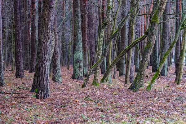 Vacker Utsikt Över Våta Fuktiga Skogen Höst — Stockfoto