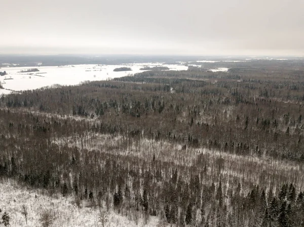 snowy trees in forest seen from above