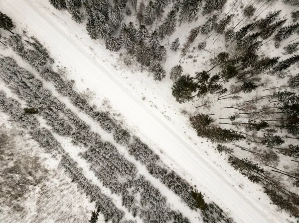 snowy trees in forest seen from above