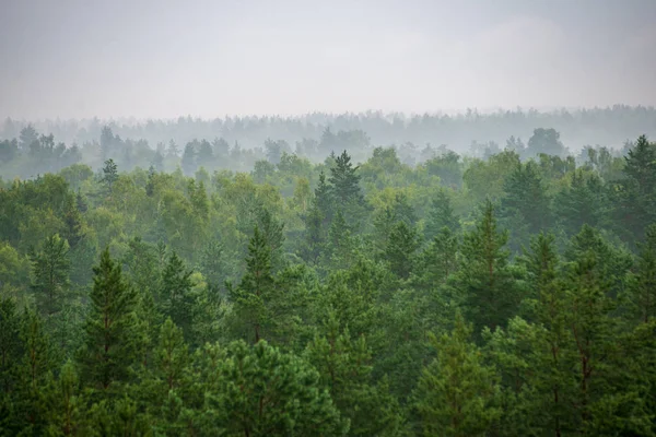 Vista Panoramica Della Foresta Nebbiosa Mattina Nebbiosa — Foto Stock