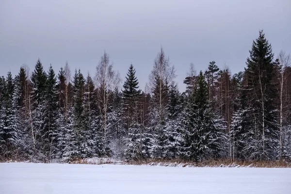 Kar Kış Ormanda Doğal Görünümünü — Stok fotoğraf