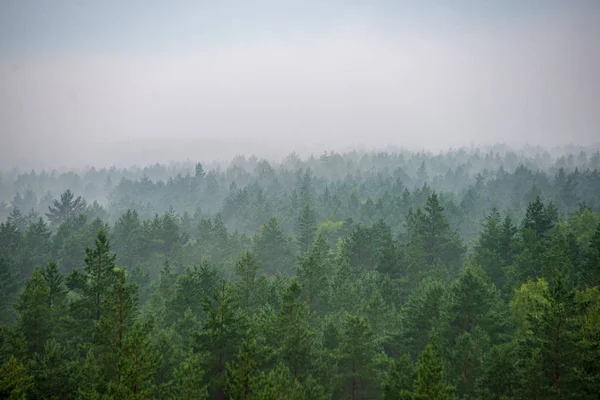 Vista Panoramica Della Foresta Nebbiosa Mattina Nebbiosa — Foto Stock