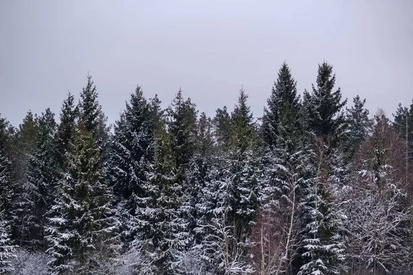 Vista Panoramica Della Foresta Invernale Sulla Neve — Foto Stock