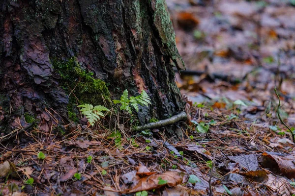 Vue Panoramique Forêt Humide Humide Automne — Photo