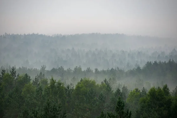 Vista Panoramica Della Foresta Nebbiosa Mattina Nebbiosa — Foto Stock