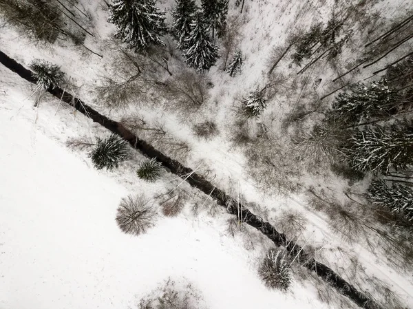 snowy trees in forest seen from above