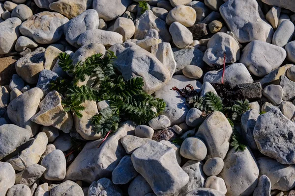 Vista Perto Plantas Secas Como Fundo — Fotografia de Stock