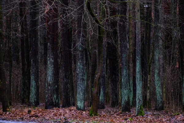 Vue Panoramique Forêt Humide Humide Automne — Photo