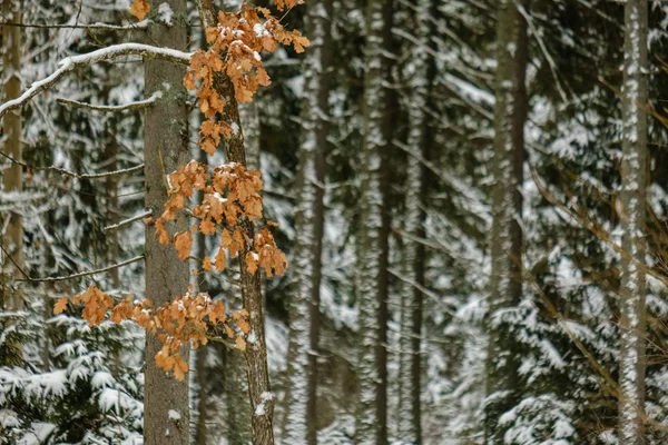 Vista Panoramica Della Foresta Invernale Sulla Neve — Foto Stock