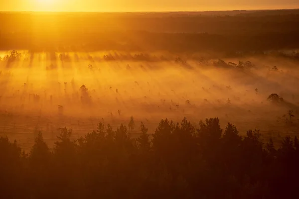 Kleurrijke Mistige Zonsopgang Boven Bos Met Lichtstralen Mist — Stockfoto