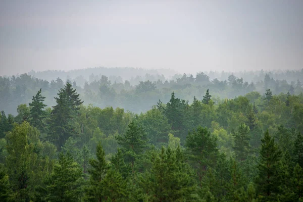 Sisli Sabah Sisli Ormanın Doğal Görünümü — Stok fotoğraf