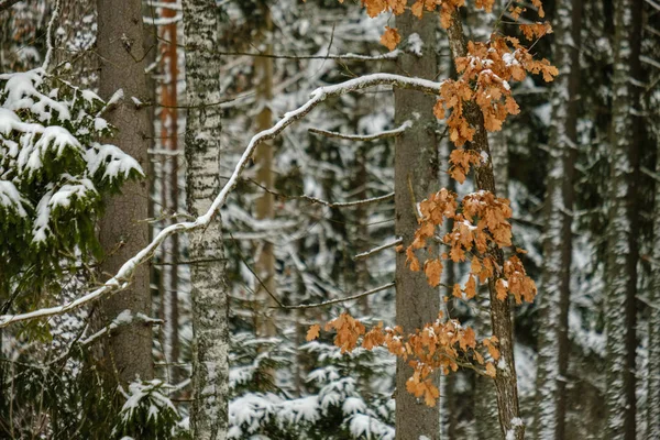 Vista Panorámica Del Bosque Invierno Nieve — Foto de Stock