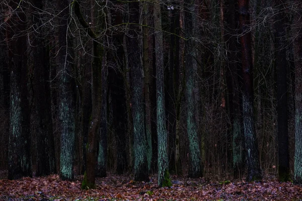 Scenic View Wet Damp Forest Autumn — Stock Photo, Image