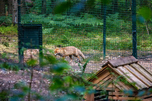 Red Fox Niewoli Parku Przyrody — Zdjęcie stockowe