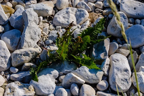 背景として乾燥した植物のビューを閉じます — ストック写真