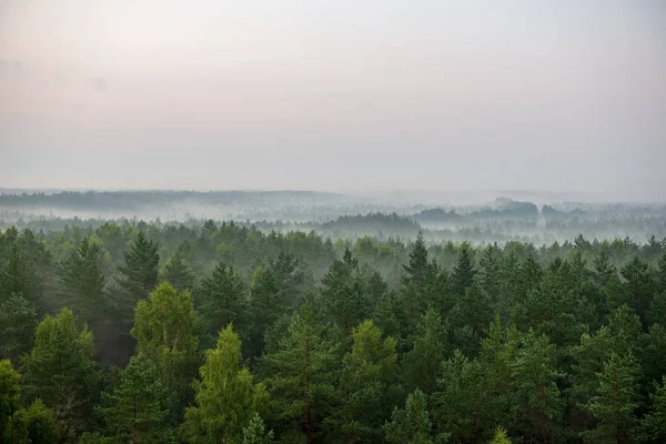 scenic view of misty forest in foggy morning