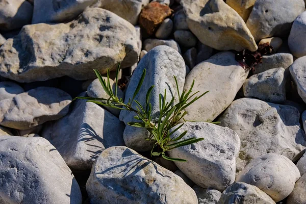 Vista Perto Plantas Secas Como Fundo — Fotografia de Stock