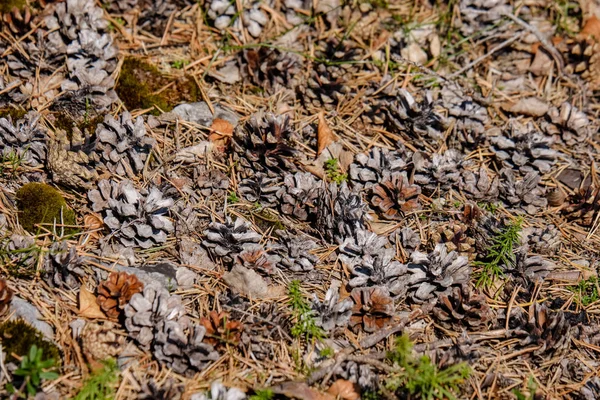 Close View Dry Plants Background — Stock Photo, Image