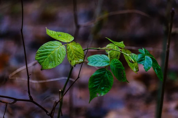 Живописный Вид Влажного Леса Осенью — стоковое фото