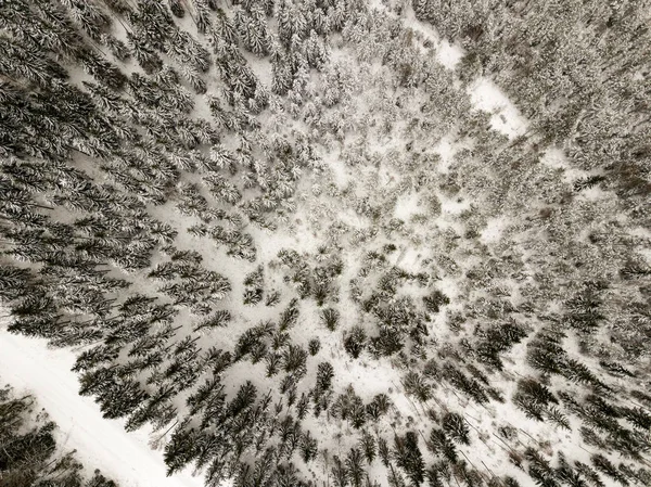 snowy trees in forest seen from above