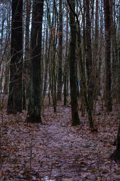 Scenic View Wet Damp Forest Autumn — Stock Photo, Image