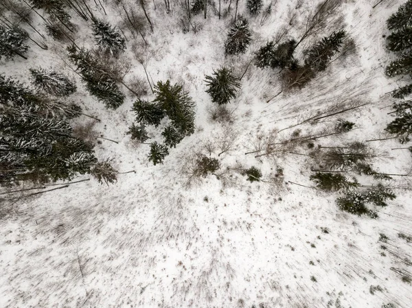 snowy trees in forest seen from above