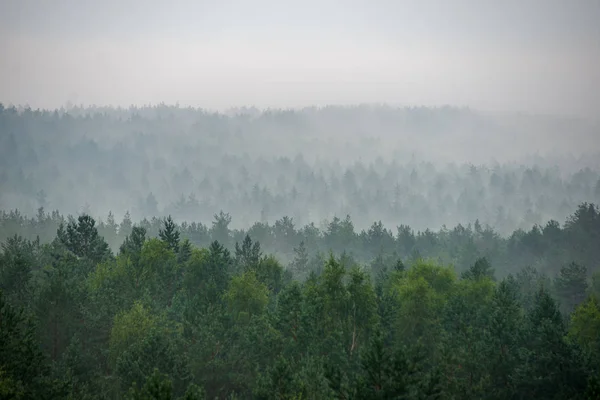 Malerischer Blick Auf Nebligen Wald Nebligen Morgen — Stockfoto