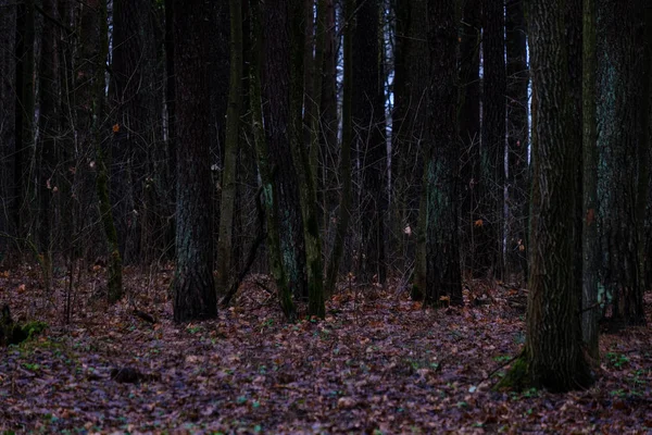 Scenic View Wet Damp Forest Autumn — Stock Photo, Image