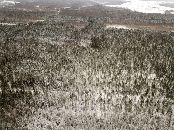 snowy trees in forest seen from above