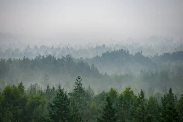 Живописный Вид Туманного Леса Туманное Утро — стоковое фото