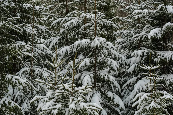 Malerischer Blick Auf Den Winterwald Schnee — Stockfoto
