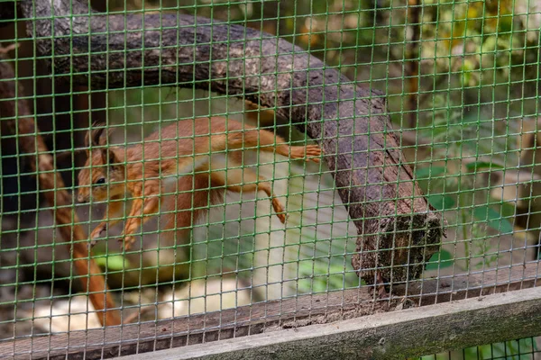 松鼠跳在干燥的树在笼子里公园 — 图库照片